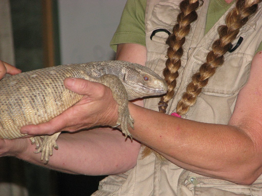 Photo of a large desert lizard held in a woman's arms