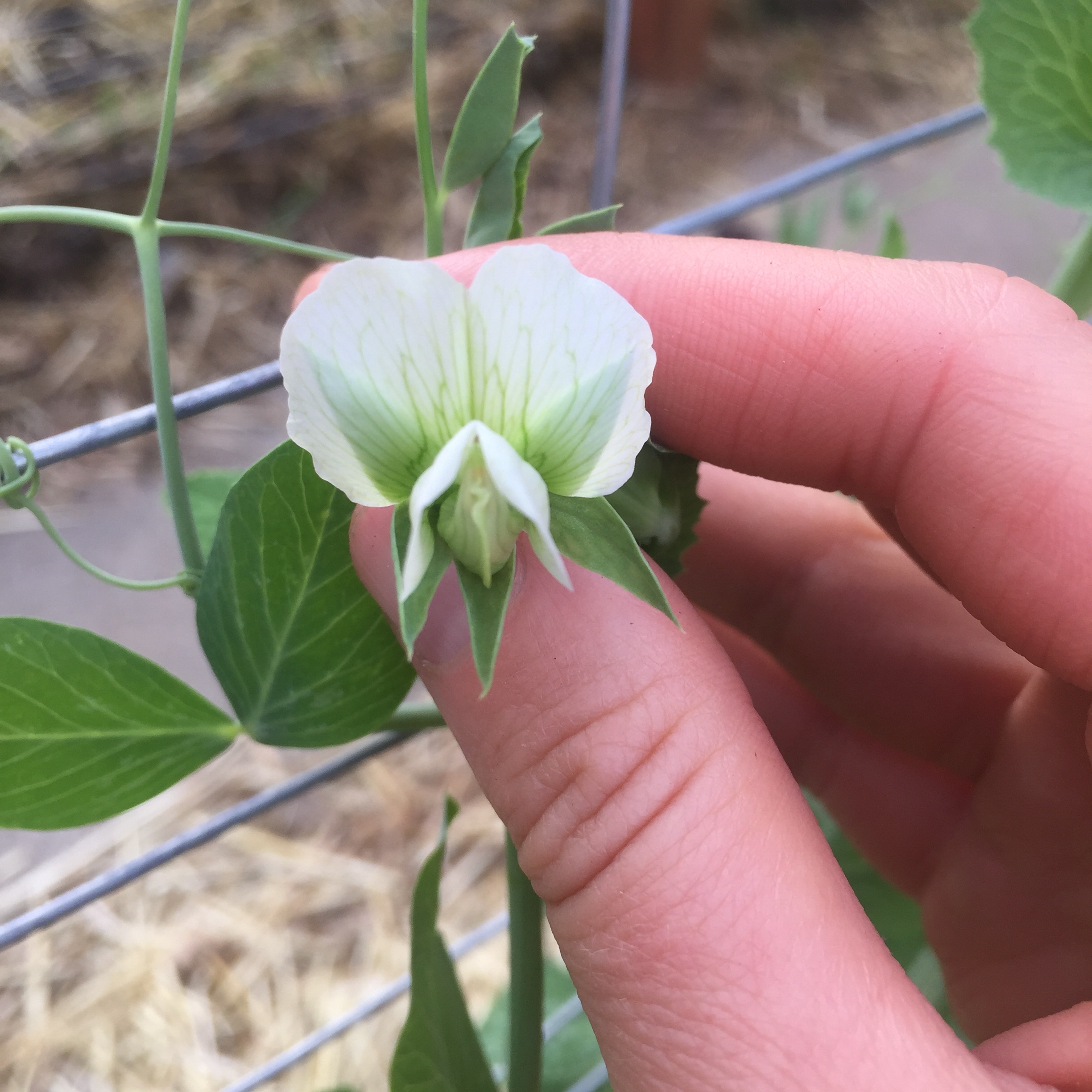 A white person holds a pea flower between their thumb and forefinger.