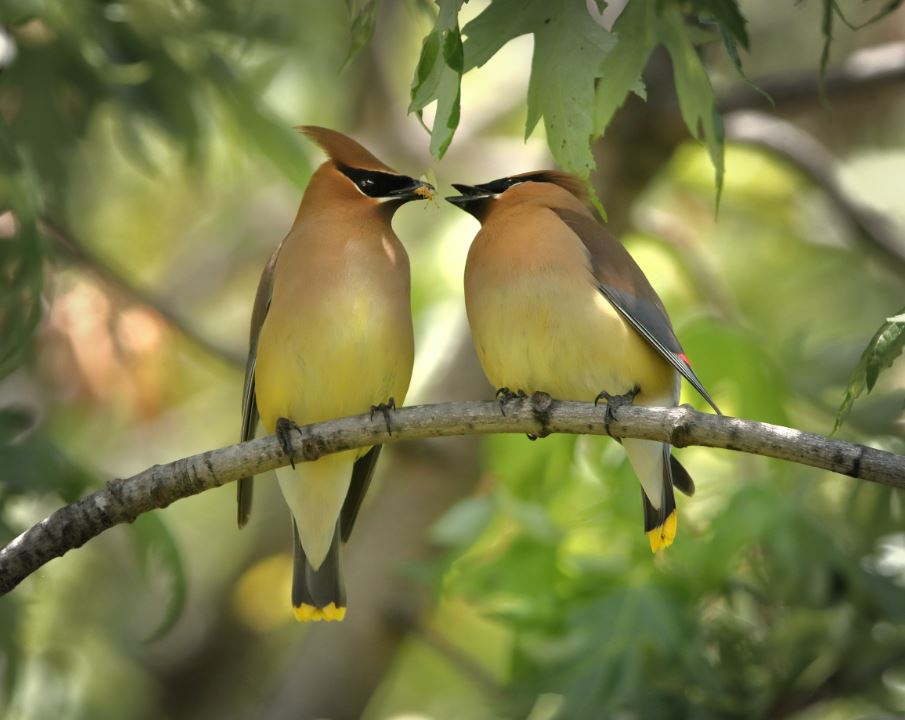 photo of birds
