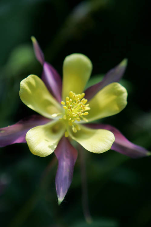 Photograph of a Columbine flower
