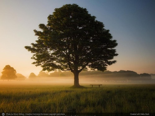 A large tree stands alone in a field