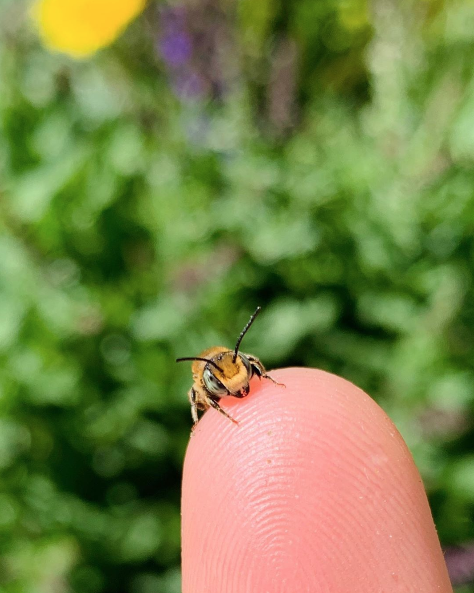 Picture of a leaf cutter bee on a person's finger