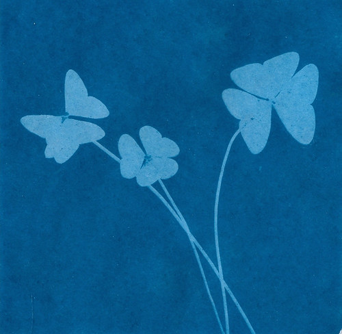 "Clovers sun print" by asleeponasunbeam is licensed under CC BY-NC-ND 2.0. Shapes of three, white clovers and stems on blue paper.