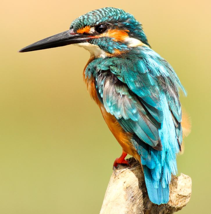 Photo by Boris Smokrovic on Unsplash