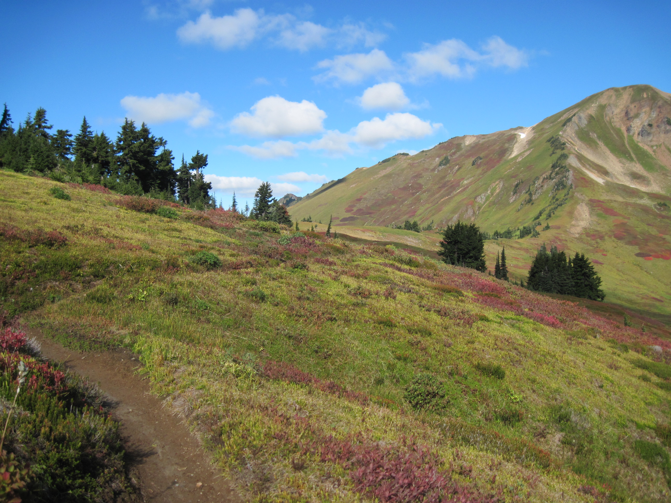 Image of a trail in the mountains with wildflowers. 