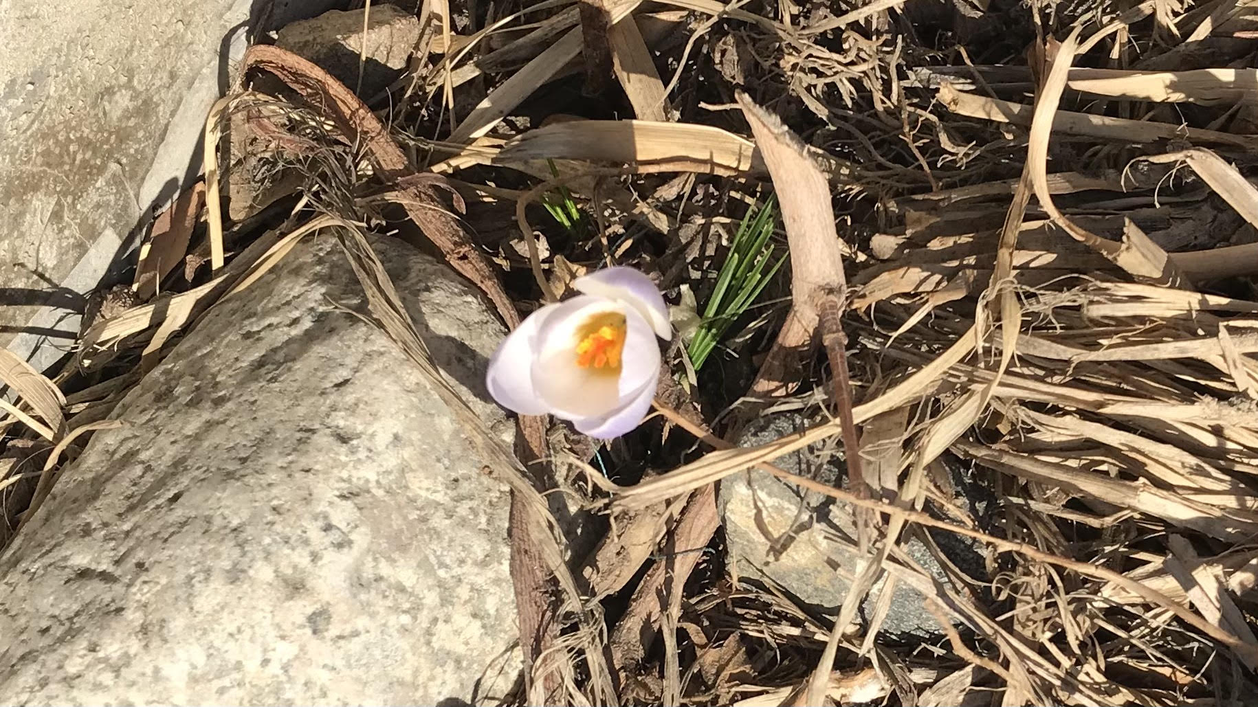 seedling