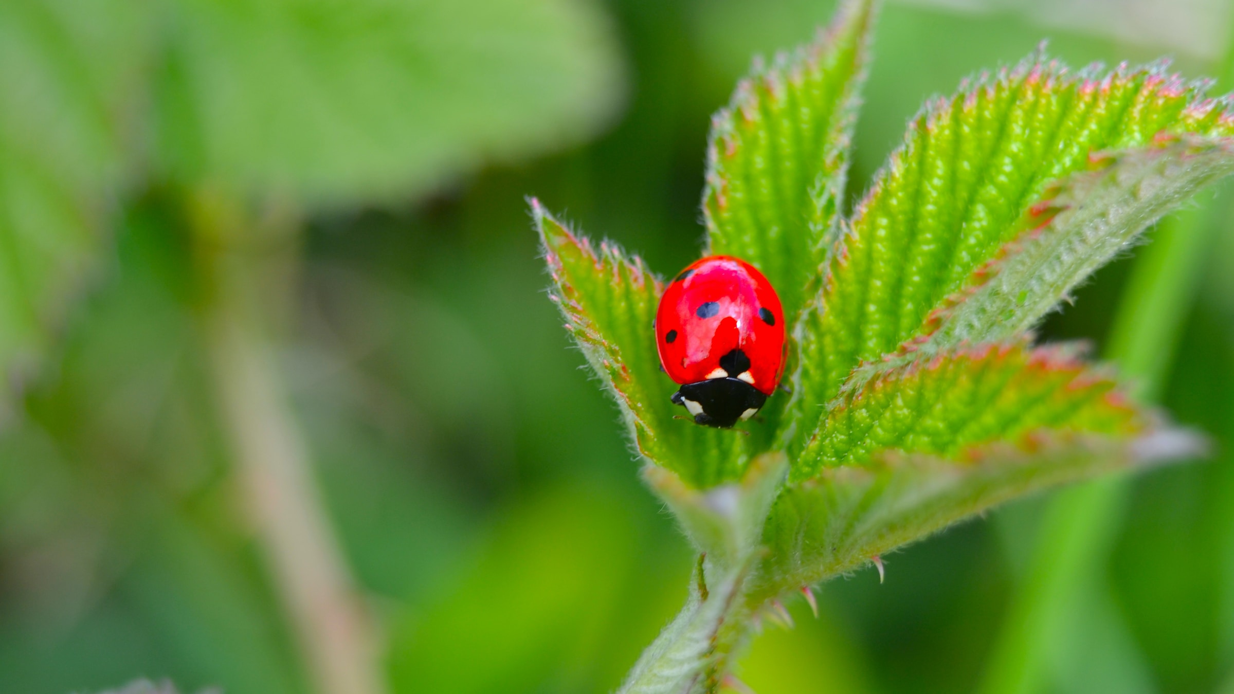 Ladybug on a Leaf from Unsplash.com