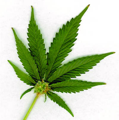 A single green marijuana leaf with attached bud