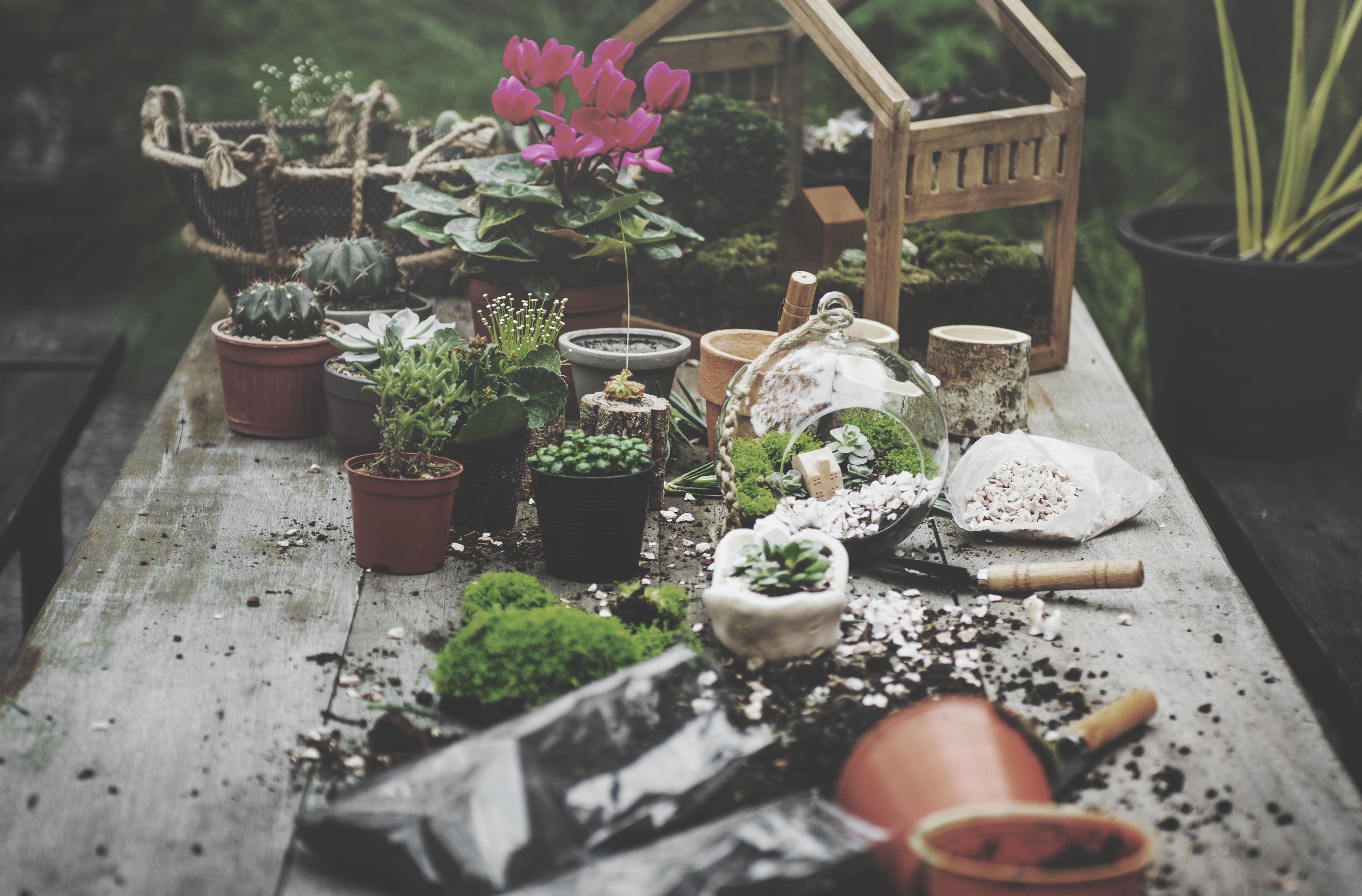 A table covered in plants and garden supplies. Image by rawpixel.com on Freepik