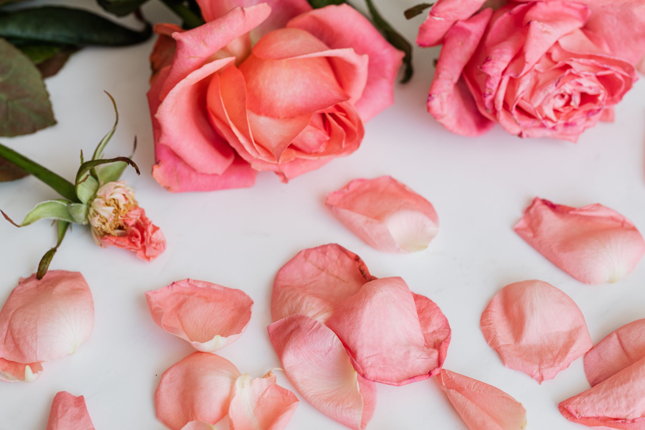 Pink Roses with Scattered Petals
