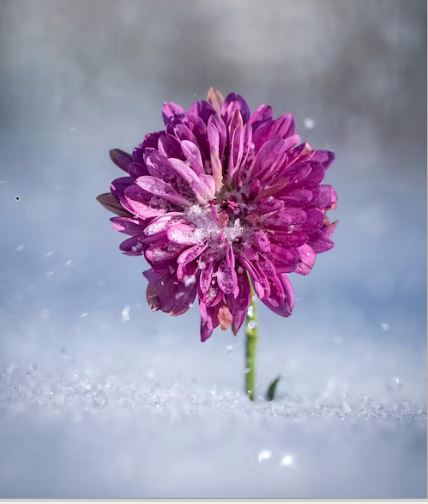 flower in winter snow (Unsplash)