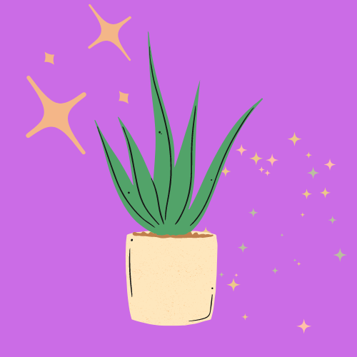 Succulent
