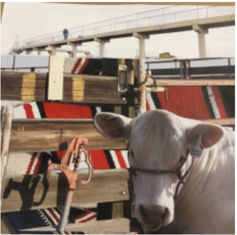 Image of a collage, featuring a white cow