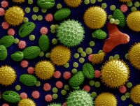 Electron microscope view of pollen grains. Dartmouth Electron Microscope Facility (Public Domain release)