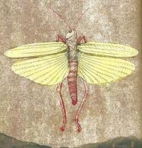 belonging illustration