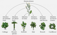 Illustration showing a the different vegetables bred from a wild brassica plant