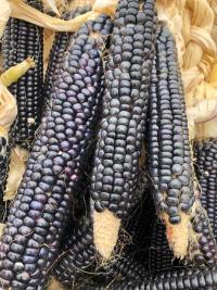 Photo of Hopi Blue Corn ears