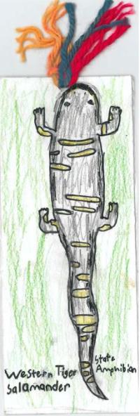 bookmark: western salamander