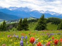 Photo of Shrine Mountain Pass in Colorado with fields on wildflowers