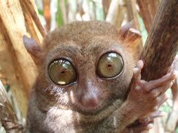 Face of a tarsier