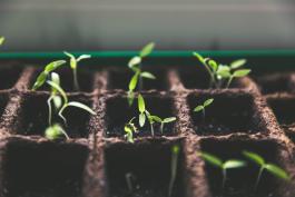 Close up photograph of seedlings growing from a seed tray