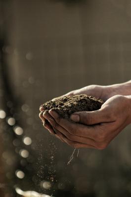 Photograph of hands holding soil