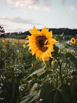 Photo of sunflower in wildflower field