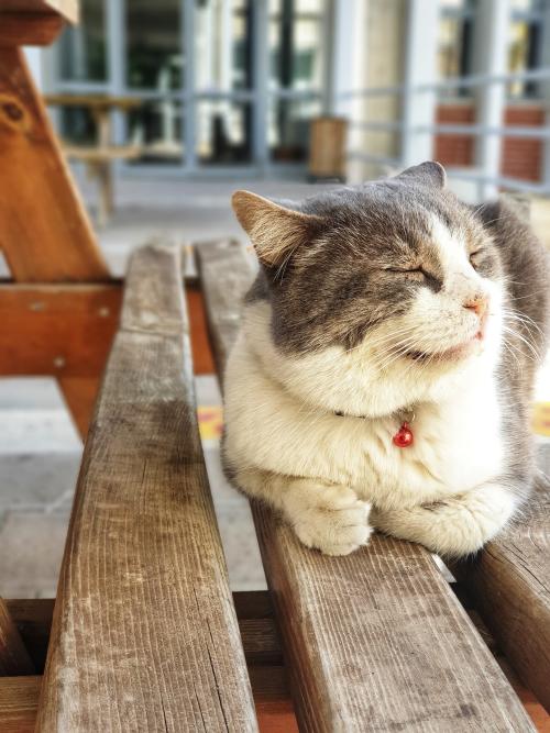 A white and gray cat sitting on a bench with paws tucked under, smiling