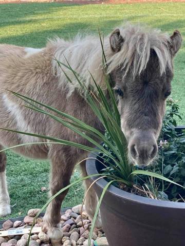 Brown and white mini horse standing by plants.