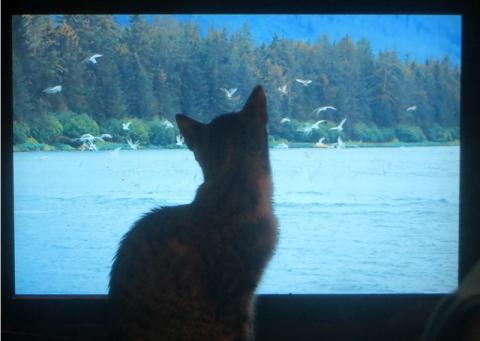 "Juno Watching Birds on TV" by edenpictures is licensed with CC BY 2.0. To view a copy of this license, visit https://creativecommons.org/licenses/by/2.0/