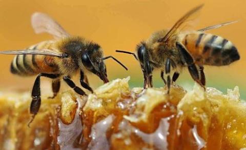 photo of two bees on a honeycomb