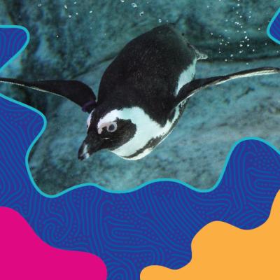 Penguin swimming underwater, framed by colorful wavy patterns.